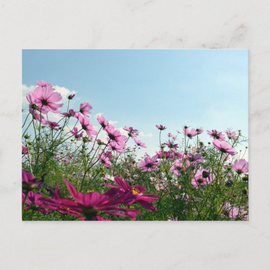 Kosmosblumen: Japan Postkarte (Vorderseite)