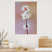 Kostbare japanische Aprikosenblüten Poster (Küche)