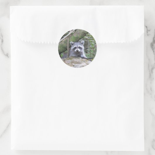 Kostbare Raccoon-Aufkleber Runder Aufkleber (Tasche)