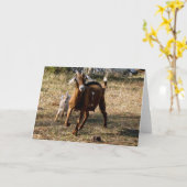 Kostbare Ziegen Karte (Gelbe Blume)