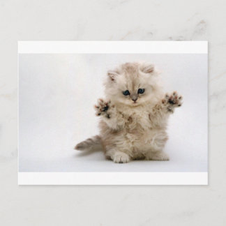 Kostenlose Hugs Kitten Postkarte