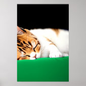 KOSTENLOSE PALESTINE-Flaggenkatze Poster (Vorne)