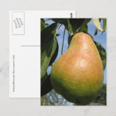 Köstliche Birne Postkarte (Vorne/Hinten)