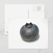 Köstliche Blaubeere Postkarte (Vorne/Hinten)