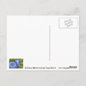 Köstliche Blaubeeren Postkarte (Rückseite)