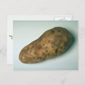 Köstliche Kartoffel Postkarte (Vorne/Hinten)