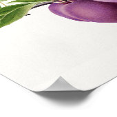 Köstliche Lila Pflaume in einer Zweigmalerei Poster (Ecke)