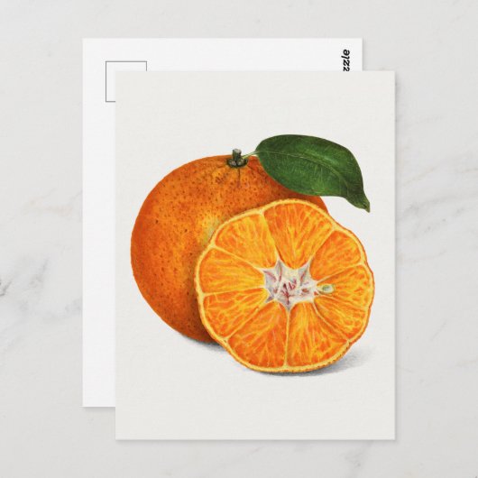 Köstliche Orangen Mandarine Fruchtanstriche Postkarte (Vorne/Hinten)