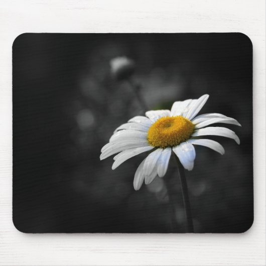 Köstliches Gänseblümchen Mousepad (Vorne)