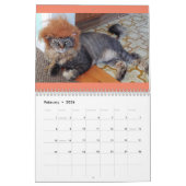 Kostümierter Kalender der Katzen-2019 (Feb 2026)