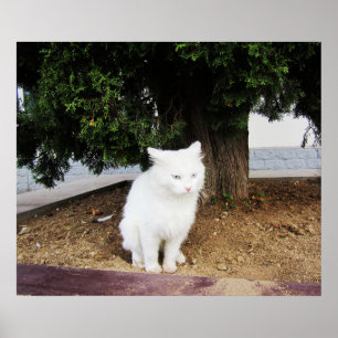 Kotzende Katze Poster