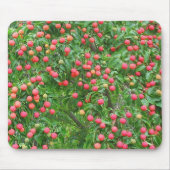 Kousa Dogwood Mousepad (Vorne)