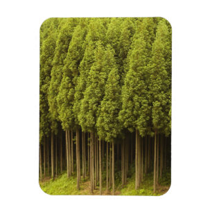 Koya Sugi Cedar Trees Magnet