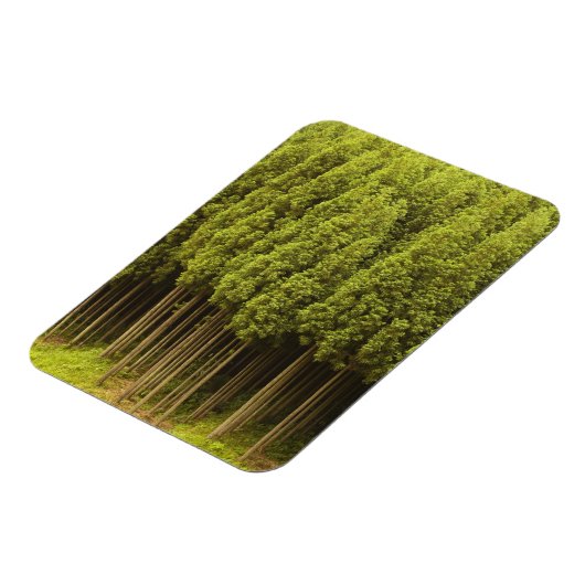 Koya Sugi Cedar Trees Magnet (Linke Seite)