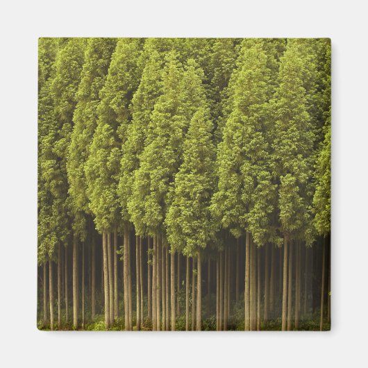 Koya Sugi Cedar Trees Magnet (Vorne)