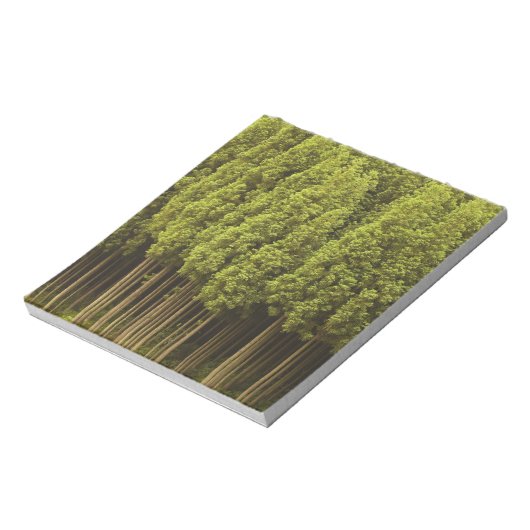 Koya Sugi Cedar Trees Notizblock (Rotiert)