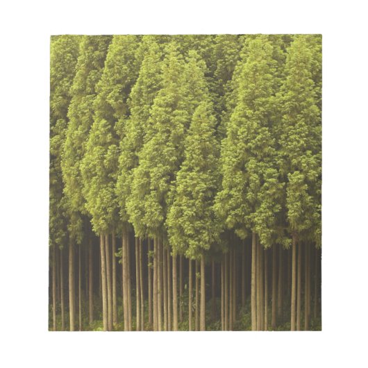 Koya Sugi Cedar Trees Notizblock (Vorderseite)