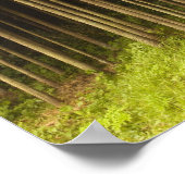 Koya Sugi Cedar Trees Poster (Ecke)