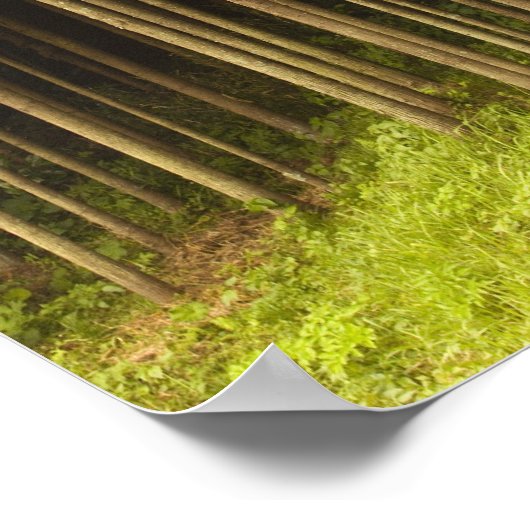 Koya Sugi Cedar Trees Poster (Ecke)