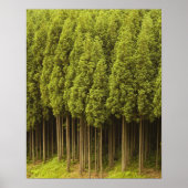 Koya Sugi Cedar Trees Poster (Vorne)