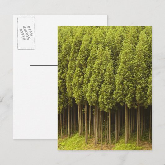 Koya Sugi Cedar Trees Postkarte (Vorne/Hinten)