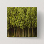 Koya Sugi Zedern-Bäume Button (Vorderseite)