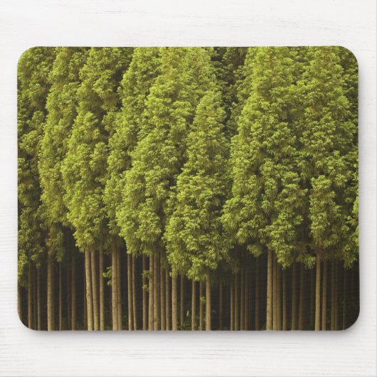 Koya Sugi Zedern-Bäume Mousepad (Vorne)