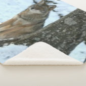 KOYOTE IN DER WILD SHERPADECKE (3/4)