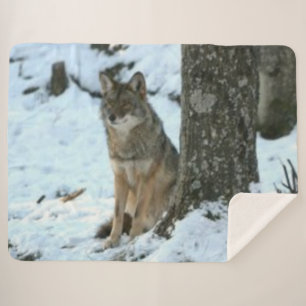 KOYOTE IN DER WILD SHERPADECKE