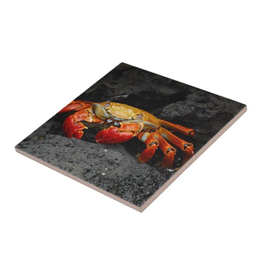 Krabbe Fliese (Seite)