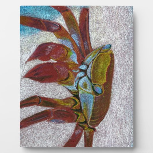 Krabbe Fotoplatte (Vorderseite)