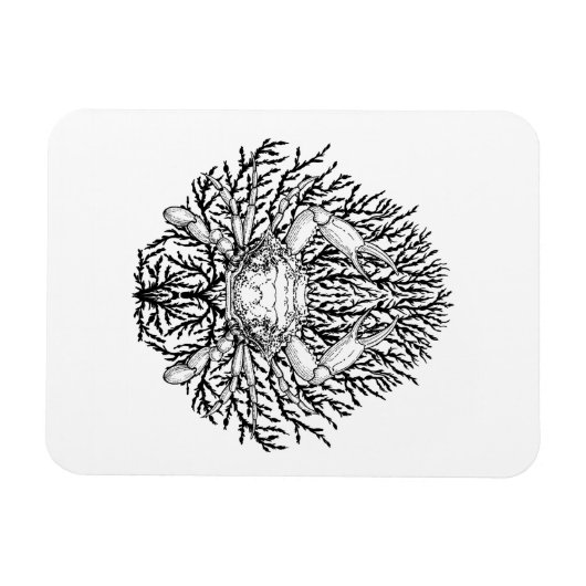 Krabbe Magnet (Horizontal)