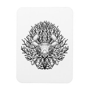 Krabbe Magnet