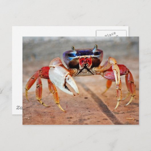 Krabbe Postkarte (Vorne/Hinten)