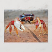 Krabbe Postkarte (Vorderseite)