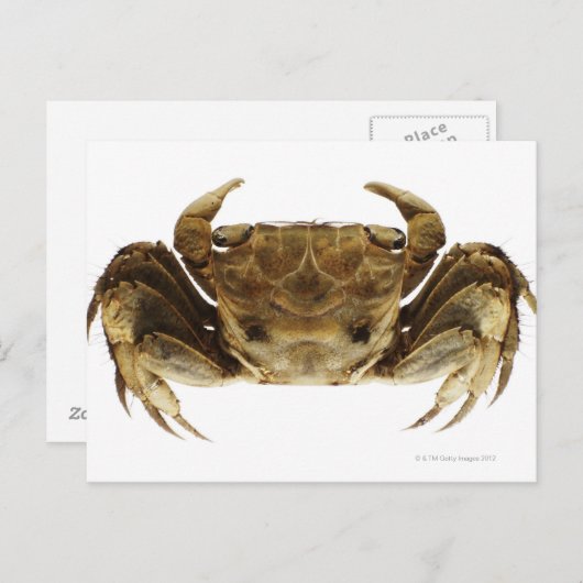 Krabben auf weißem Hintergrund Postkarte (Vorne/Hinten)