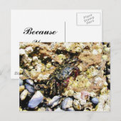 Krabben Barnicles Ocean Tidepools Meer Postkarte (Vorne/Hinten)