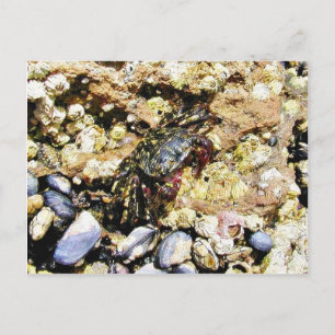 Krabben Barnicles Ocean Tidepools Meer Postkarte