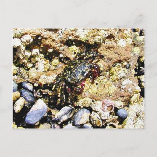 Krabben Barnicles Ocean Tidepools Meer Postkarte (Vorderseite)