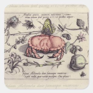 Krabben-Botanik-Insekten-Blumen-Illustration Quadratischer Aufkleber