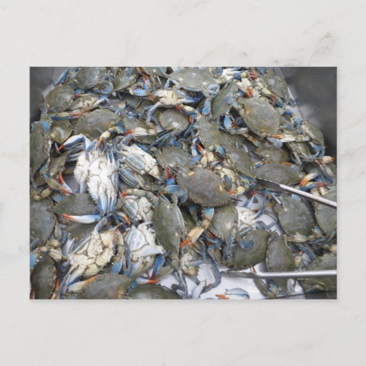 Krabben Postkarte (Vorderseite)
