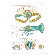 Krabben und Garnelen auf beliebigem Hintergrund