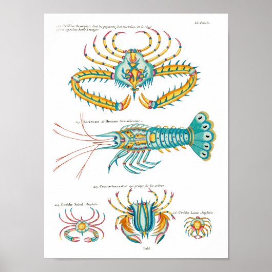Krabben und Garnelen auf beliebigem Hintergrund Poster (Vorne)