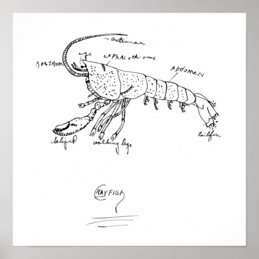 Krabbenanatomie 1925 poster (Vorne)