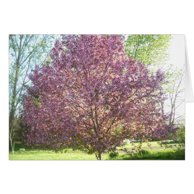 Krabbenapfel im Blut (Vorderseite (Horizontal))