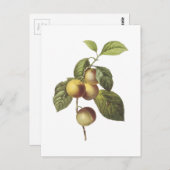 Krabbenapfel (Malus sp.) von Redouté Postkarte (Vorne/Hinten)