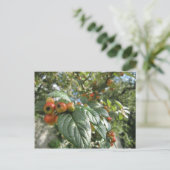 Krabbenäpfel Postkarte (Stehend Vorderseite)