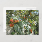 Krabbenäpfel Postkarte (Vorne/Hinten)