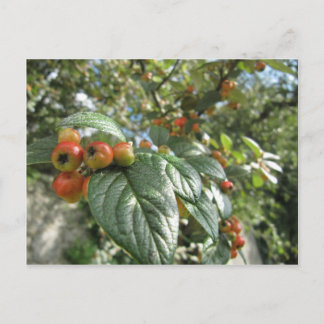 Krabbenäpfel Postkarte