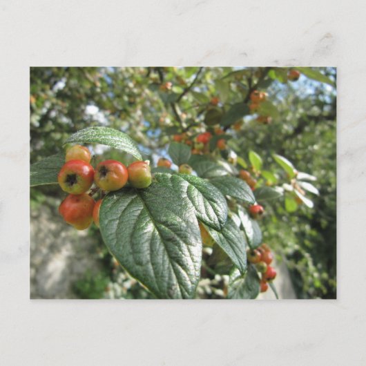 Krabbenäpfel Postkarte (Vorderseite)